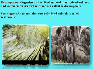 Decomposers: Organisms which feed on dead plants, dead animals
and rotten materials for their food are called as decomposers.
Scavengers: An animal that eats only dead animals is called
scavengers.
 