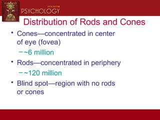 Distribution of Rods and Cones
• Cones—concentrated in center
of eye (fovea)
–~6 million
• Rods—concentrated in periphery
–~120 million
• Blind spot—region with no rods
or cones
 