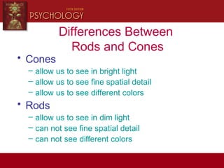 Differences Between
Rods and Cones
• Cones
– allow us to see in bright light
– allow us to see fine spatial detail
– allow us to see different colors
• Rods
– allow us to see in dim light
– can not see fine spatial detail
– can not see different colors
 