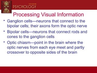 Processing Visual Information
• Ganglion cells—neurons that connect to the
bipolar cells; their axons form the optic nerve
• Bipolar cells—neurons that connect rods and
cones to the ganglion cells
• Optic chiasm—point in the brain where the
optic nerves from each eye meet and partly
crossover to opposite sides of the brain
 