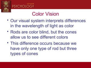 Color Vision
• Our visual system interprets differences
in the wavelength of light as color
• Rods are color blind, but the cones
allow us to see different colors
• This difference occurs because we
have only one type of rod but three
types of cones
 