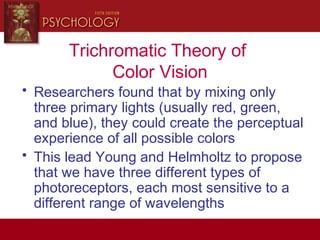 Trichromatic Theory of
Color Vision
• Researchers found that by mixing only
three primary lights (usually red, green,
and blue), they could create the perceptual
experience of all possible colors
• This lead Young and Helmholtz to propose
that we have three different types of
photoreceptors, each most sensitive to a
different range of wavelengths
 