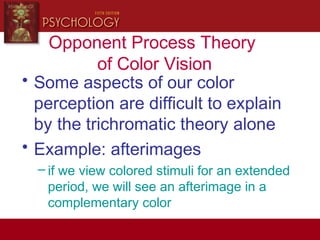 Opponent Process Theory
of Color Vision
• Some aspects of our color
perception are difficult to explain
by the trichromatic theory alone
• Example: afterimages
– if we view colored stimuli for an extended
period, we will see an afterimage in a
complementary color
 