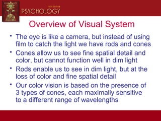Overview of Visual System
• The eye is like a camera, but instead of using
film to catch the light we have rods and cones
• Cones allow us to see fine spatial detail and
color, but cannot function well in dim light
• Rods enable us to see in dim light, but at the
loss of color and fine spatial detail
• Our color vision is based on the presence of
3 types of cones, each maximally sensitive
to a different range of wavelengths
 