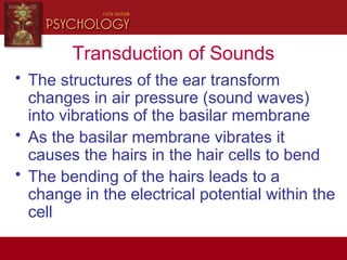 Transduction of Sounds
• The structures of the ear transform
changes in air pressure (sound waves)
into vibrations of the basilar membrane
• As the basilar membrane vibrates it
causes the hairs in the hair cells to bend
• The bending of the hairs leads to a
change in the electrical potential within the
cell
 
