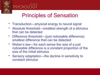 Principles of Sensation
• Transduction—physical energy to neural signal
• Absolute threshold—smallest strength of a stimulus
that can be detected
• Difference threshold—(just noticeable difference)
smallest difference that can be detected
• Weber’s law—for each sense the size of a just
noticeable difference is a constant proportion of the
size of the initial stimulus
• Sensory adaptation—the decline in sensitivity to
constant stimulus
 
