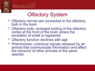 Olfactory System
• Olfactory nerves are connected to the olfactory
bulb in the brain
• Olfactory bulb—enlarged ending of the olfactory
cortex at the front of the brain where the
sensation of smell is registered
• Olfactory function declines with age
• Pheromones—chemical signals released by an
animal that communicate information and affect
the behavior of other animals of the same
species
 