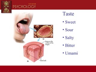 Taste
• Sweet
• Sour
• Salty
• Bitter
• Umami
 