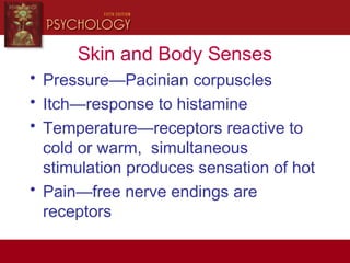 Skin and Body Senses
• Pressure—Pacinian corpuscles
• Itch—response to histamine
• Temperature—receptors reactive to
cold or warm, simultaneous
stimulation produces sensation of hot
• Pain—free nerve endings are
receptors
 
