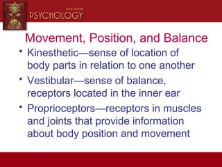 Movement, Position, and Balance
• Kinesthetic—sense of location of
body parts in relation to one another
• Vestibular—sense of balance,
receptors located in the inner ear
• Proprioceptors—receptors in muscles
and joints that provide information
about body position and movement
 