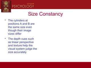 Size Constancy
• The cylinders at
positions A and B are
the same size even
though their image
sizes differ
• The depth cues such
as linear perspective
and texture help the
visual system judge the
size accurately Point A
Point B
Point A
Point B
 