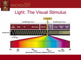 Light: The Visual Stimulus
 