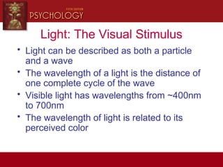 Light: The Visual Stimulus
• Light can be described as both a particle
and a wave
• The wavelength of a light is the distance of
one complete cycle of the wave
• Visible light has wavelengths from ~400nm
to 700nm
• The wavelength of light is related to its
perceived color
 