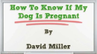 Tips To Know If My Dog Is Pregnant