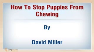 How To Stop Puppy Chewing