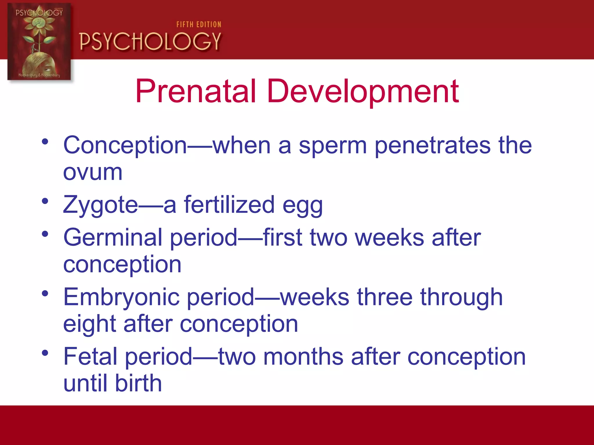 Prenatal Development
• Conception—when a sperm penetrates the
ovum
• Zygote—a fertilized egg
• Germinal period—first two weeks after
conception
• Embryonic period—weeks three through
eight after conception
• Fetal period—two months after conception
until birth
 