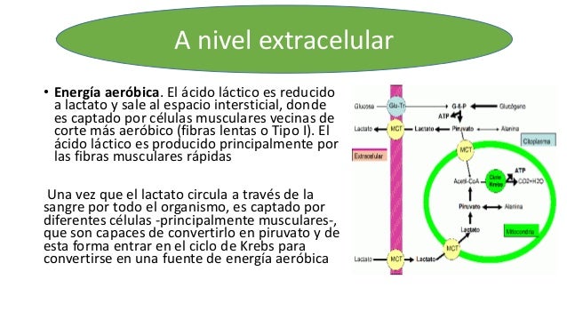Ppt acidolactico