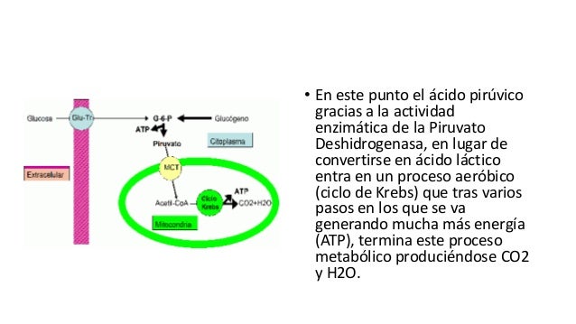 Ppt acidolactico