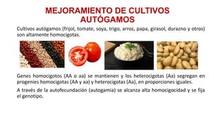 MEJORAMIENTO DE CULTIVOS
AUTÓGAMOS
Cultivos autógamos (frijol, tomate, soya, trigo, arroz, papa, girasol, durazno y otros)
son altamente homocigotas.
Genes homocigotos (AA o aa) se mantienen y los heterocigotas (Aa) segregan en
progenies homocigotas (AA y aa) y heterocigotas (Aa), en proporciones iguales.
A través de la autofecundación (autogamia) se alcanza alta homocigocidad y se fija
el genotipo.
 