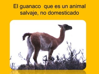 El guanaco que es un animal
   salvaje, no domesticado
 