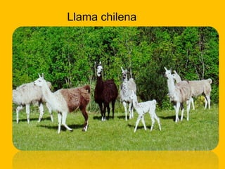 Llama chilena
 