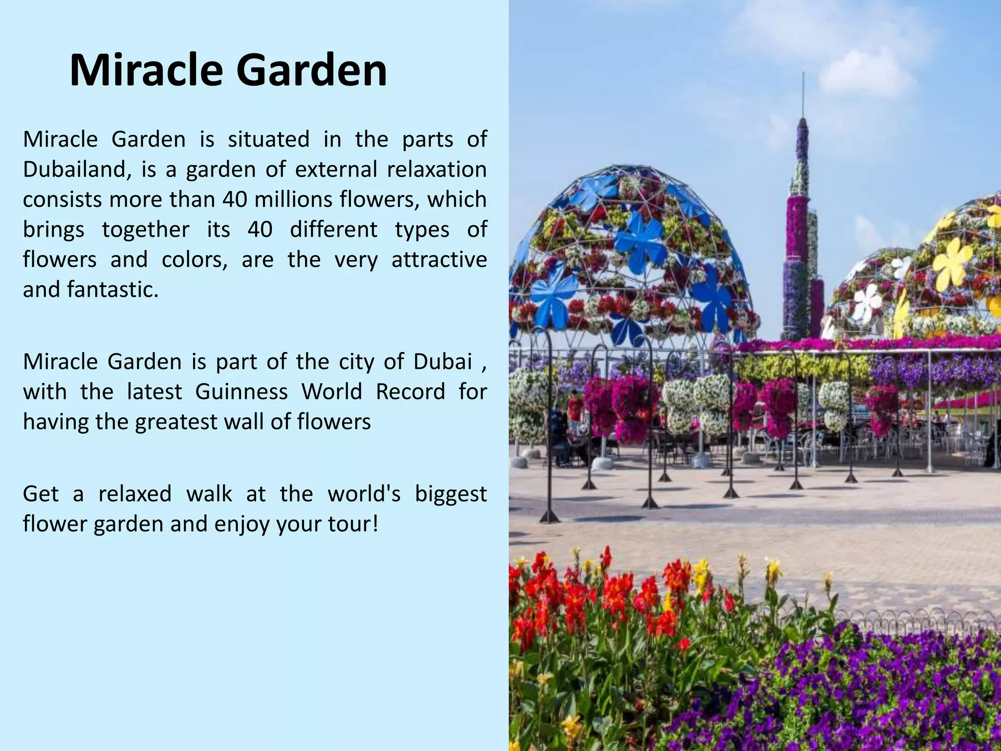 Miracle Garden
Miracle Garden is situated in the parts of
Dubailand, is a garden of external relaxation
consists more than 40 millions flowers, which
brings together its 40 different types of
flowers and colors, are the very attractive
and fantastic.
Miracle Garden is part of the city of Dubai ,
with the latest Guinness World Record for
having the greatest wall of flowers
Get a relaxed walk at the world's biggest
flower garden and enjoy your tour!
 