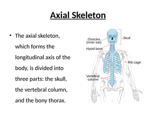 Ppt- axial and appendicular skeleton, injection sites | PPTX