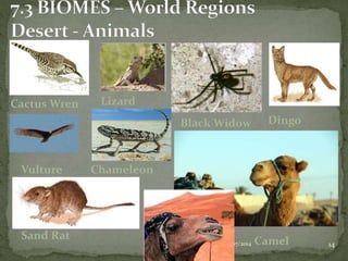 29/07/2014 14Geoecology
Black Widow
Cactus Wren Lizard
Dingo
Vulture Chameleon
Grasshopper
Sand Rat
Gecko
Camel
 