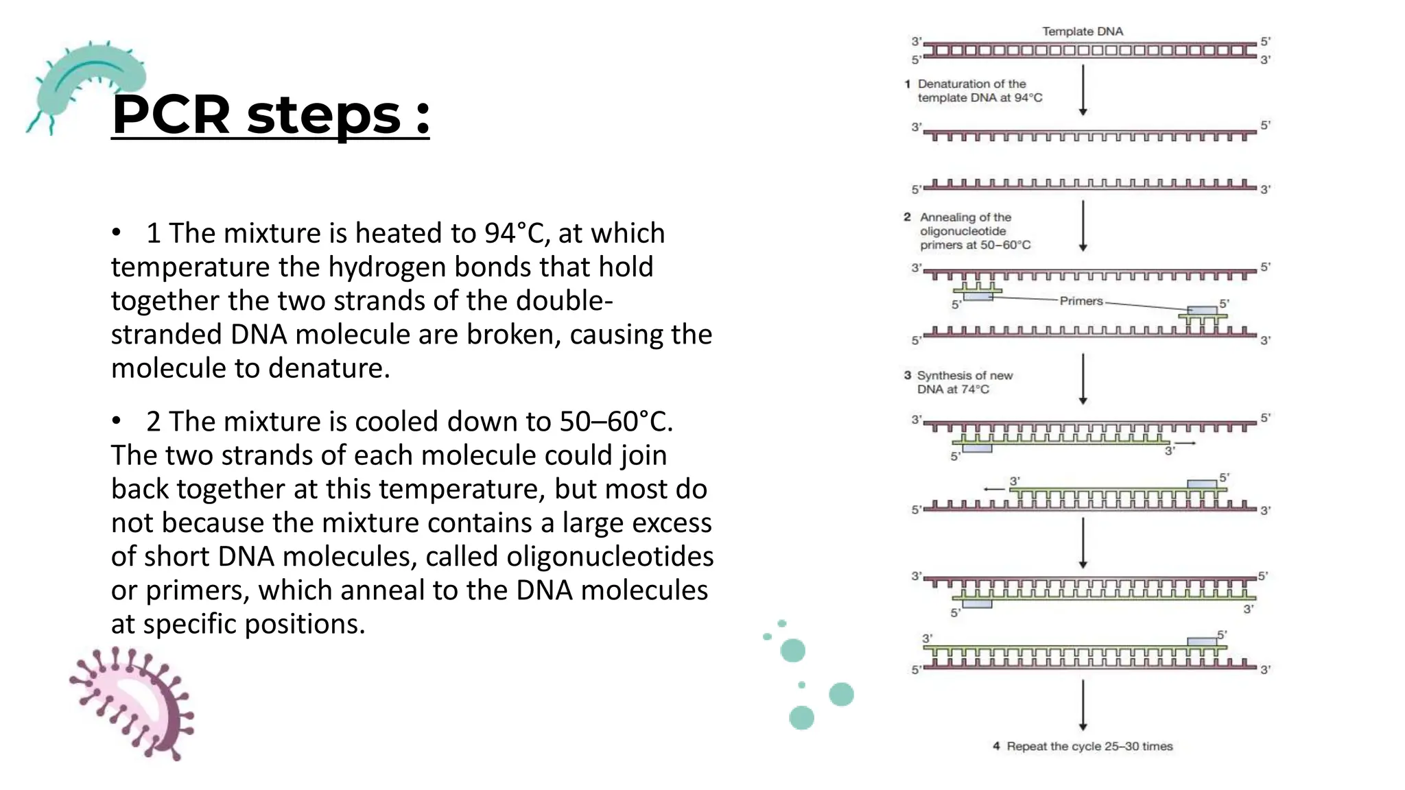 PCR steps :
• 1 The mixture is heated to 94°C, at which
temperature the hydrogen bonds that hold
together the two strands of the double-
stranded DNA molecule are broken, causing the
molecule to denature.
• 2 The mixture is cooled down to 50–60°C.
The two strands of each molecule could join
back together at this temperature, but most do
not because the mixture contains a large excess
of short DNA molecules, called oligonucleotides
or primers, which anneal to the DNA molecules
at specific positions.
 