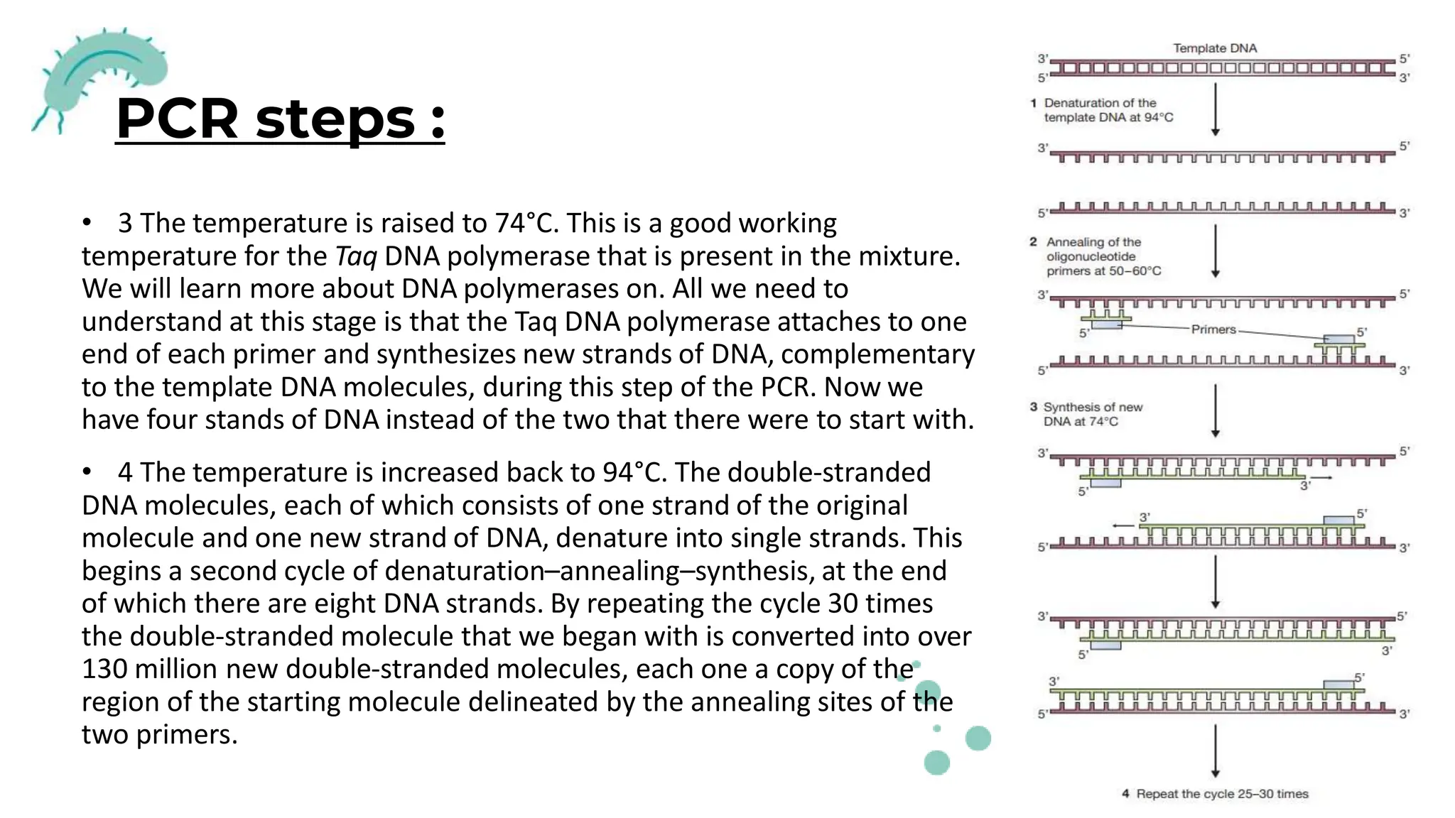 PCR steps :
• 3 The temperature is raised to 74°C. This is a good working
temperature for the Taq DNA polymerase that is present in the mixture.
We will learn more about DNA polymerases on. All we need to
understand at this stage is that the Taq DNA polymerase attaches to one
end of each primer and synthesizes new strands of DNA, complementary
to the template DNA molecules, during this step of the PCR. Now we
have four stands of DNA instead of the two that there were to start with.
• 4 The temperature is increased back to 94°C. The double-stranded
DNA molecules, each of which consists of one strand of the original
molecule and one new strand of DNA, denature into single strands. This
begins a second cycle of denaturation–annealing–synthesis, at the end
of which there are eight DNA strands. By repeating the cycle 30 times
the double-stranded molecule that we began with is converted into over
130 million new double-stranded molecules, each one a copy of the
region of the starting molecule delineated by the annealing sites of the
two primers.
 
