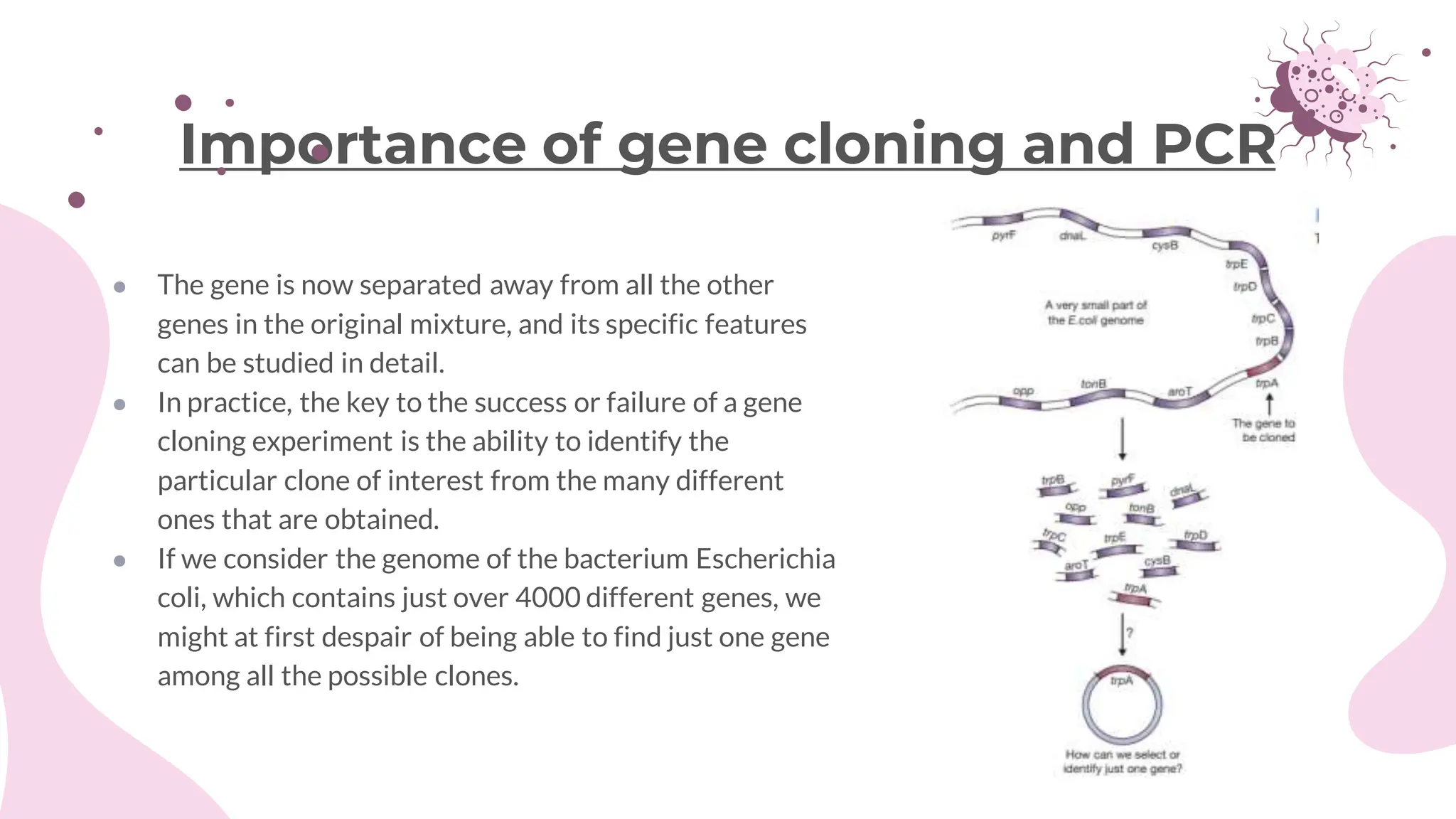 ● The gene is now separated away from all the other
genes in the original mixture, and its specific features
can be studied in detail.
● In practice, the key to the success or failure of a gene
cloning experiment is the ability to identify the
particular clone of interest from the many different
ones that are obtained.
● If we consider the genome of the bacterium Escherichia
coli, which contains just over 4000 different genes, we
might at first despair of being able to find just one gene
among all the possible clones.
Importance of gene cloning and PCR
 
