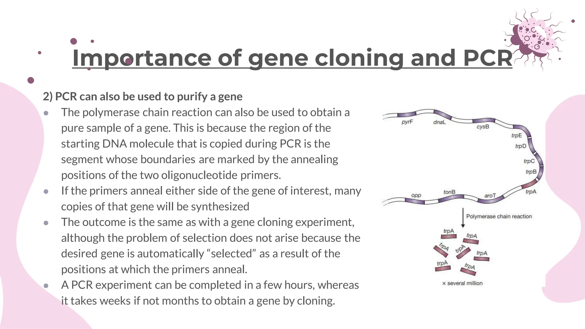 2) PCR can also be used to purify a gene
● The polymerase chain reaction can also be used to obtain a
pure sample of a gene. This is because the region of the
starting DNA molecule that is copied during PCR is the
segment whose boundaries are marked by the annealing
positions of the two oligonucleotide primers.
● If the primers anneal either side of the gene of interest, many
copies of that gene will be synthesized
● The outcome is the same as with a gene cloning experiment,
although the problem of selection does not arise because the
desired gene is automatically “selected” as a result of the
positions at which the primers anneal.
● A PCR experiment can be completed in a few hours, whereas
it takes weeks if not months to obtain a gene by cloning.
Importance of gene cloning and PCR
 