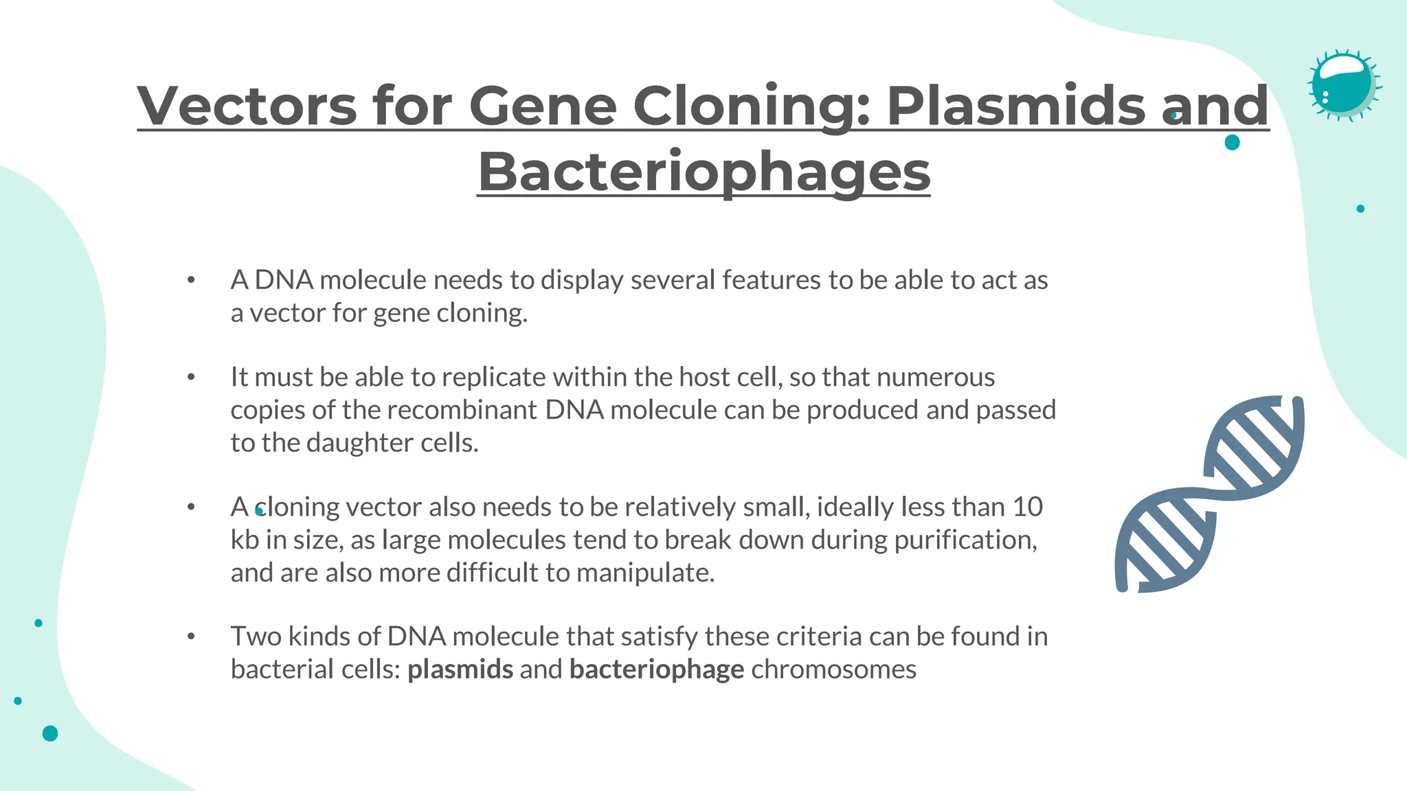 Vectors for Gene Cloning: Plasmids and
Bacteriophages
• A DNA molecule needs to display several features to be able to act as
a vector for gene cloning.
• It must be able to replicate within the host cell, so that numerous
copies of the recombinant DNA molecule can be produced and passed
to the daughter cells.
• A cloning vector also needs to be relatively small, ideally less than 10
kb in size, as large molecules tend to break down during purification,
and are also more difficult to manipulate.
• Two kinds of DNA molecule that satisfy these criteria can be found in
bacterial cells: plasmids and bacteriophage chromosomes
 
