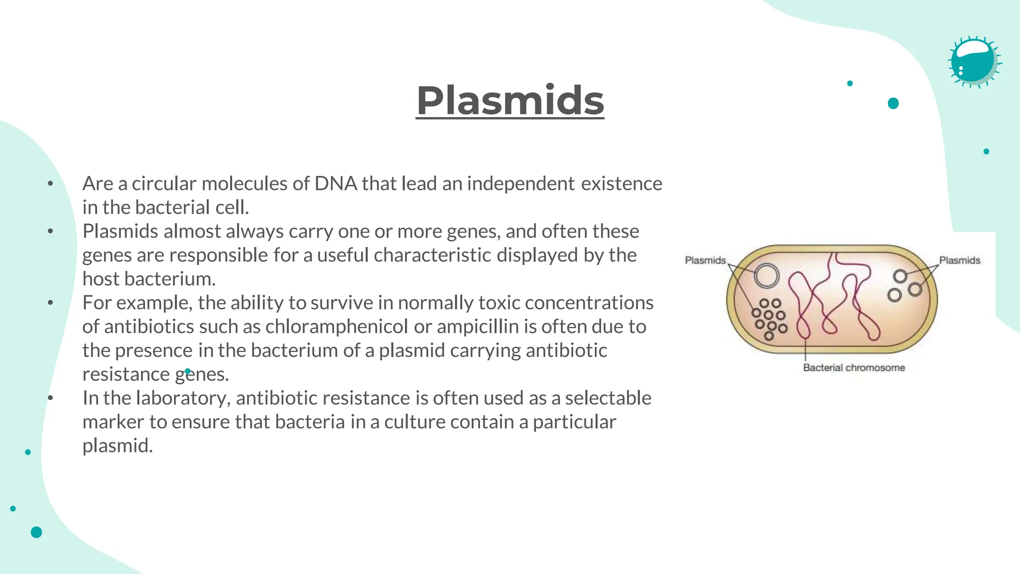 Plasmids
• Are a circular molecules of DNA that lead an independent existence
in the bacterial cell.
• Plasmids almost always carry one or more genes, and often these
genes are responsible for a useful characteristic displayed by the
host bacterium.
• For example, the ability to survive in normally toxic concentrations
of antibiotics such as chloramphenicol or ampicillin is often due to
the presence in the bacterium of a plasmid carrying antibiotic
resistance genes.
• In the laboratory, antibiotic resistance is often used as a selectable
marker to ensure that bacteria in a culture contain a particular
plasmid.
 