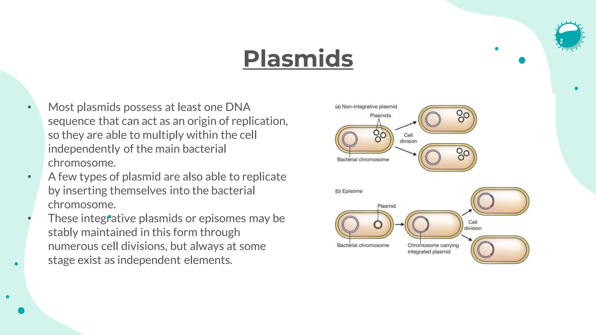 Plasmids
• Most plasmids possess at least one DNA
sequence that can act as an origin of replication,
so they are able to multiply within the cell
independently of the main bacterial
chromosome.
• A few types of plasmid are also able to replicate
by inserting themselves into the bacterial
chromosome.
• These integrative plasmids or episomes may be
stably maintained in this form through
numerous cell divisions, but always at some
stage exist as independent elements.
 