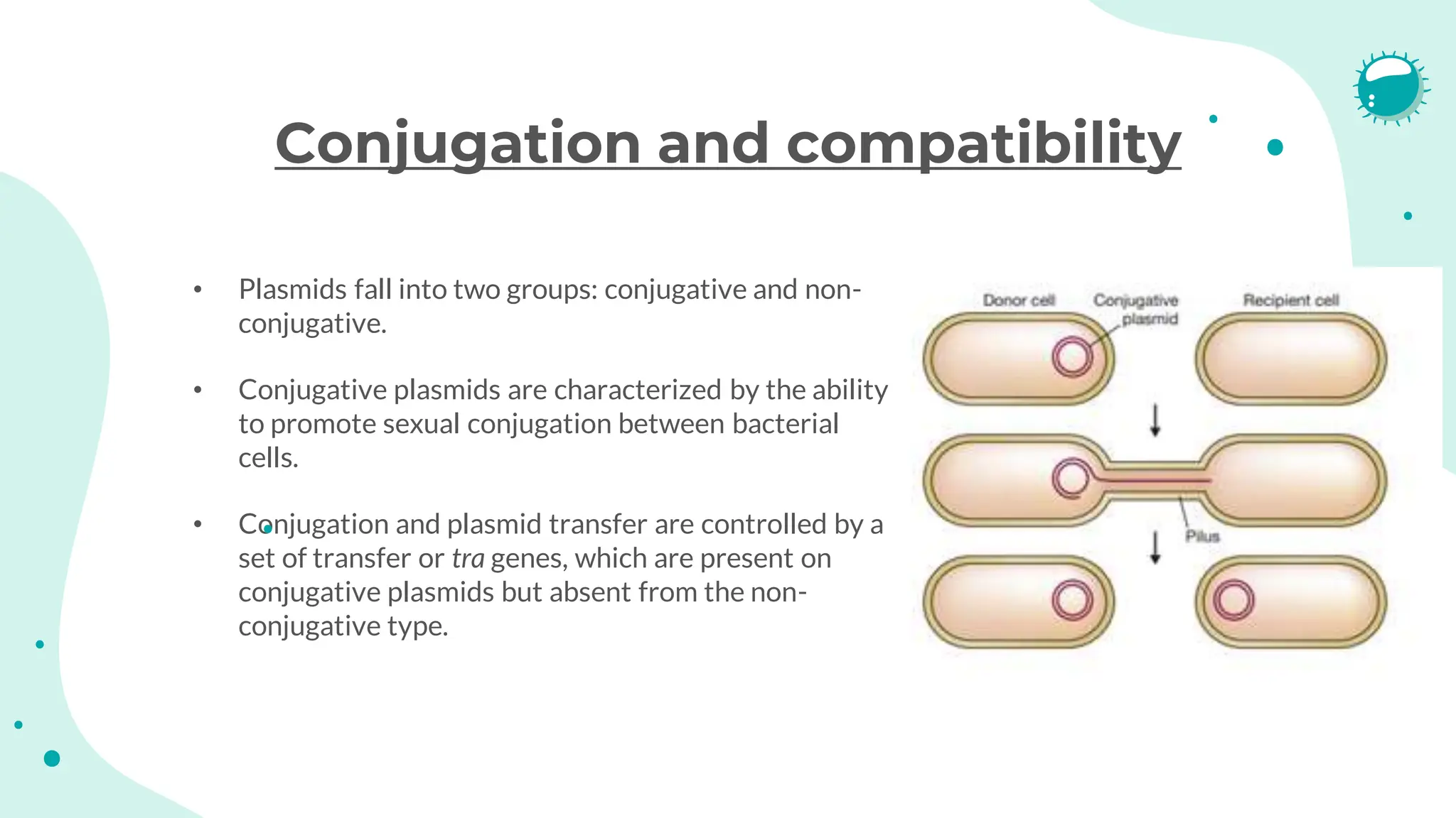 Conjugation and compatibility
• Plasmids fall into two groups: conjugative and non-
conjugative.
• Conjugative plasmids are characterized by the ability
to promote sexual conjugation between bacterial
cells.
• Conjugation and plasmid transfer are controlled by a
set of transfer or tra genes, which are present on
conjugative plasmids but absent from the non-
conjugative type.
 