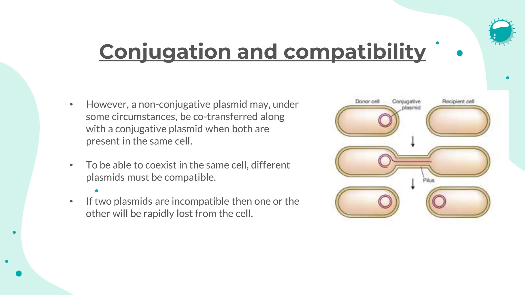Conjugation and compatibility
• However, a non-conjugative plasmid may, under
some circumstances, be co-transferred along
with a conjugative plasmid when both are
present in the same cell.
• To be able to coexist in the same cell, different
plasmids must be compatible.
• If two plasmids are incompatible then one or the
other will be rapidly lost from the cell.
 