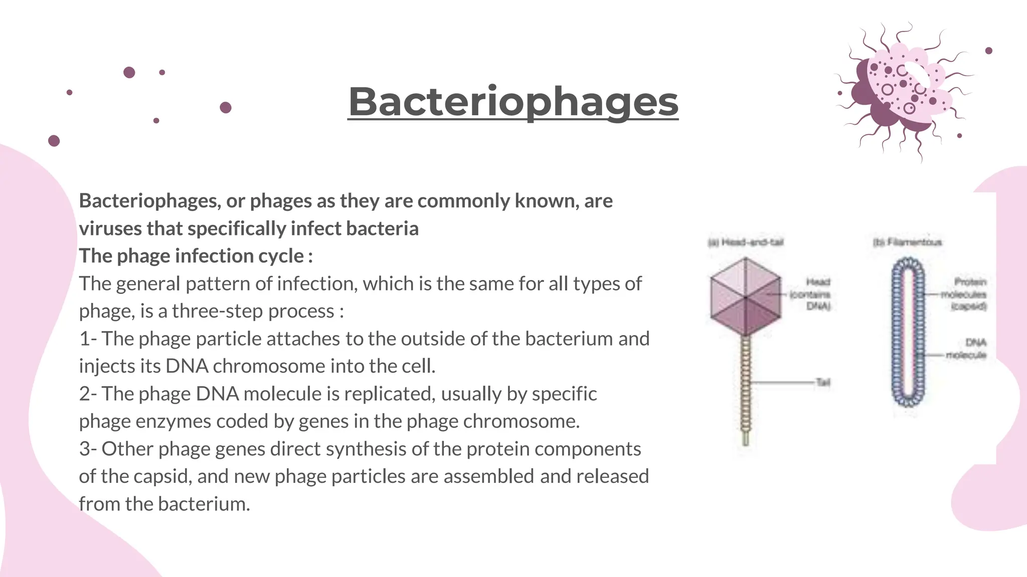 Bacteriophages, or phages as they are commonly known, are
viruses that specifically infect bacteria
The phage infection cycle :
The general pattern of infection, which is the same for all types of
phage, is a three-step process :
1- The phage particle attaches to the outside of the bacterium and
injects its DNA chromosome into the cell.
2- The phage DNA molecule is replicated, usually by specific
phage enzymes coded by genes in the phage chromosome.
3- Other phage genes direct synthesis of the protein components
of the capsid, and new phage particles are assembled and released
from the bacterium.
Bacteriophages
 