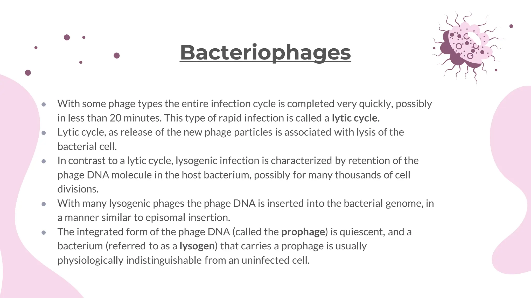 ● With some phage types the entire infection cycle is completed very quickly, possibly
in less than 20 minutes. This type of rapid infection is called a lytic cycle.
● Lytic cycle, as release of the new phage particles is associated with lysis of the
bacterial cell.
● In contrast to a lytic cycle, lysogenic infection is characterized by retention of the
phage DNA molecule in the host bacterium, possibly for many thousands of cell
divisions.
● With many lysogenic phages the phage DNA is inserted into the bacterial genome, in
a manner similar to episomal insertion.
● The integrated form of the phage DNA (called the prophage) is quiescent, and a
bacterium (referred to as a lysogen) that carries a prophage is usually
physiologically indistinguishable from an uninfected cell.
Bacteriophages
 