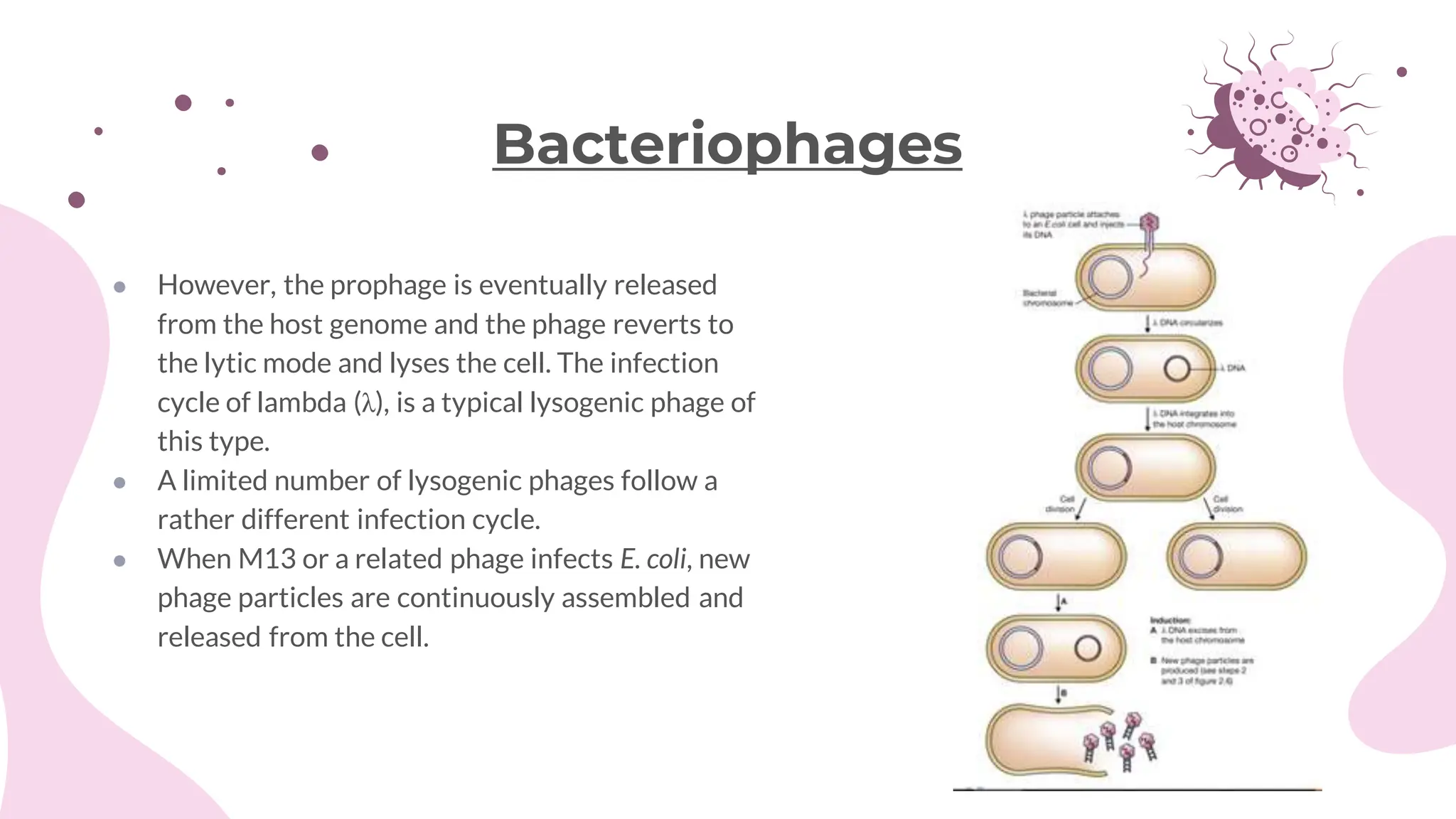 ● However, the prophage is eventually released
from the host genome and the phage reverts to
the lytic mode and lyses the cell. The infection
cycle of lambda (λ), is a typical lysogenic phage of
this type.
● A limited number of lysogenic phages follow a
rather different infection cycle.
● When M13 or a related phage infects E. coli, new
phage particles are continuously assembled and
released from the cell.
Bacteriophages
 