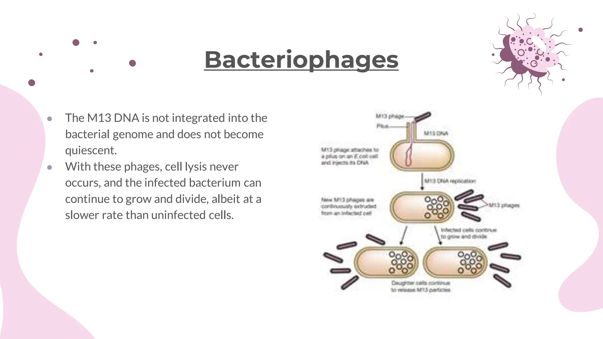 ● The M13 DNA is not integrated into the
bacterial genome and does not become
quiescent.
● With these phages, cell lysis never
occurs, and the infected bacterium can
continue to grow and divide, albeit at a
slower rate than uninfected cells.
Bacteriophages
 