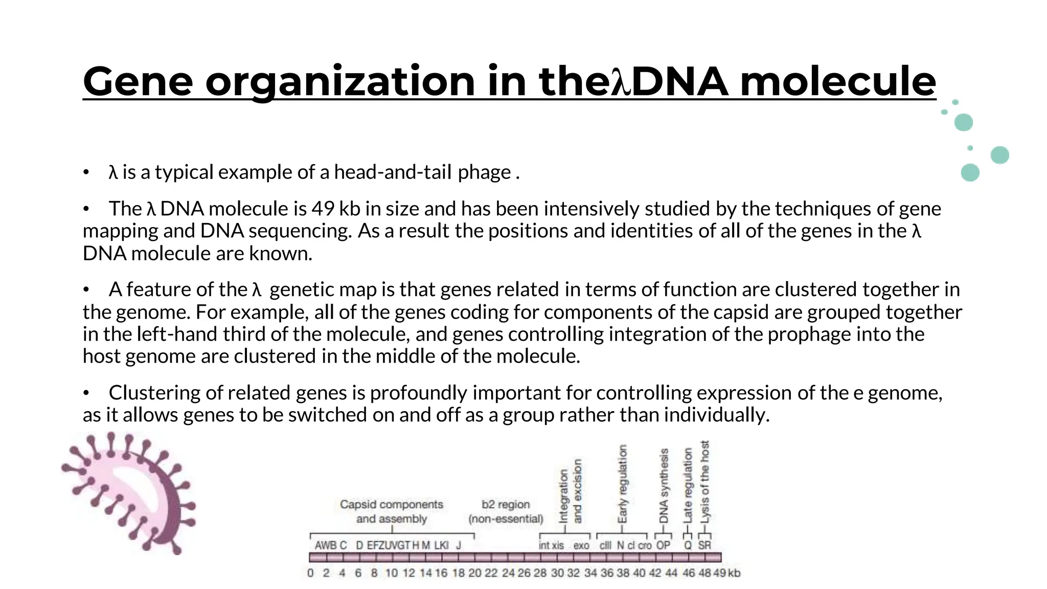 Gene organization in theλDNA molecule
• λ is a typical example of a head-and-tail phage .
• The λ DNA molecule is 49 kb in size and has been intensively studied by the techniques of gene
mapping and DNA sequencing. As a result the positions and identities of all of the genes in the λ
DNA molecule are known.
• A feature of the λ genetic map is that genes related in terms of function are clustered together in
the genome. For example, all of the genes coding for components of the capsid are grouped together
in the left-hand third of the molecule, and genes controlling integration of the prophage into the
host genome are clustered in the middle of the molecule.
• Clustering of related genes is profoundly important for controlling expression of the e genome,
as it allows genes to be switched on and off as a group rather than individually.
 