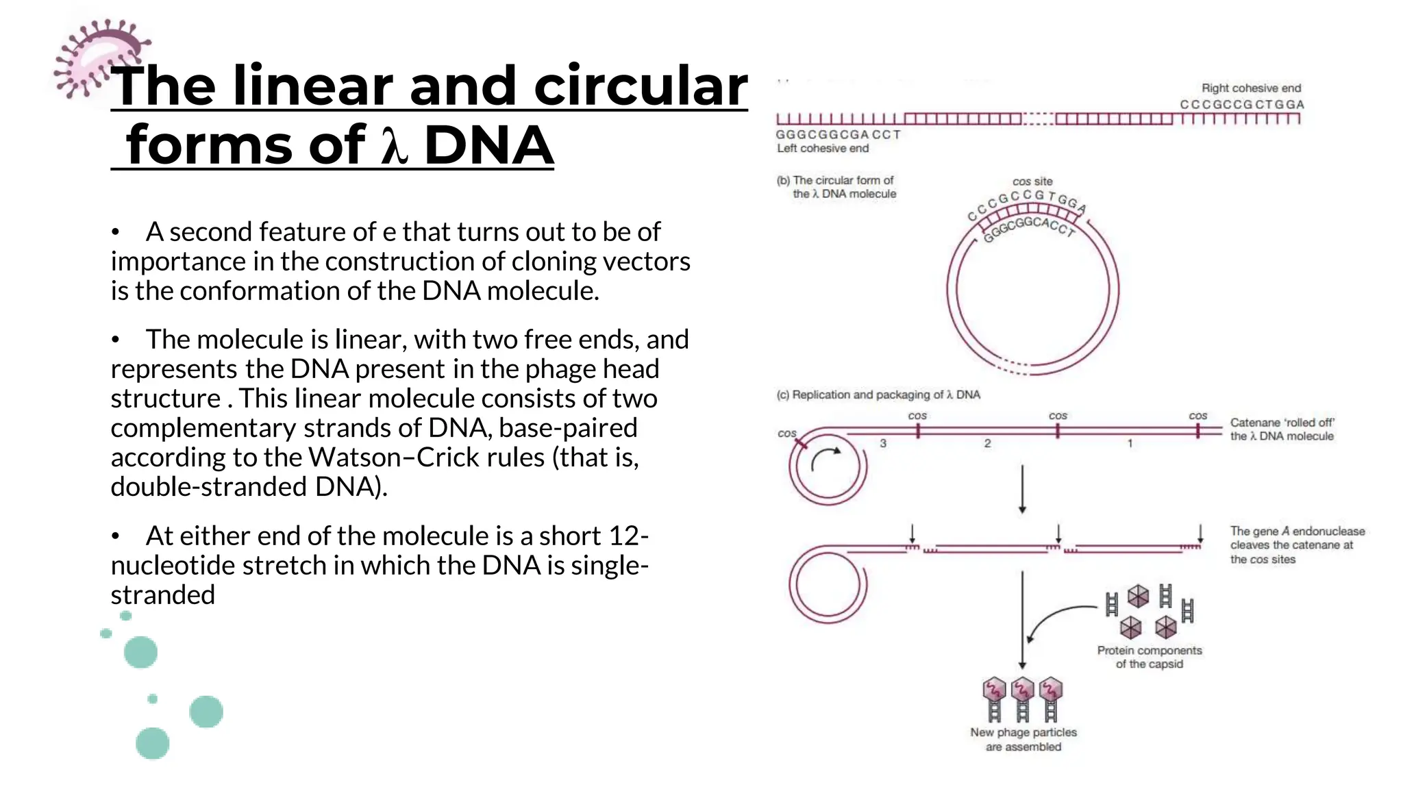 The linear and circular
forms of λ DNA
• A second feature of e that turns out to be of
importance in the construction of cloning vectors
is the conformation of the DNA molecule.
• The molecule is linear, with two free ends, and
represents the DNA present in the phage head
structure . This linear molecule consists of two
complementary strands of DNA, base-paired
according to the Watson–Crick rules (that is,
double-stranded DNA).
• At either end of the molecule is a short 12-
nucleotide stretch in which the DNA is single-
stranded
 