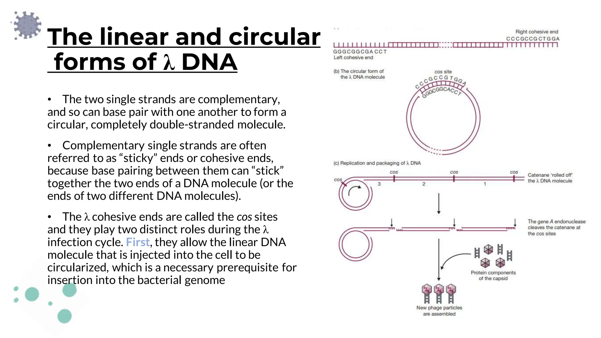 The linear and circular
forms of λ DNA
• The two single strands are complementary,
and so can base pair with one another to form a
circular, completely double-stranded molecule.
• Complementary single strands are often
referred to as “sticky” ends or cohesive ends,
because base pairing between them can “stick”
together the two ends of a DNA molecule (or the
ends of two different DNA molecules).
• The λ cohesive ends are called the cos sites
and they play two distinct roles during the λ
infection cycle. First, they allow the linear DNA
molecule that is injected into the cell to be
circularized, which is a necessary prerequisite for
insertion into the bacterial genome
 