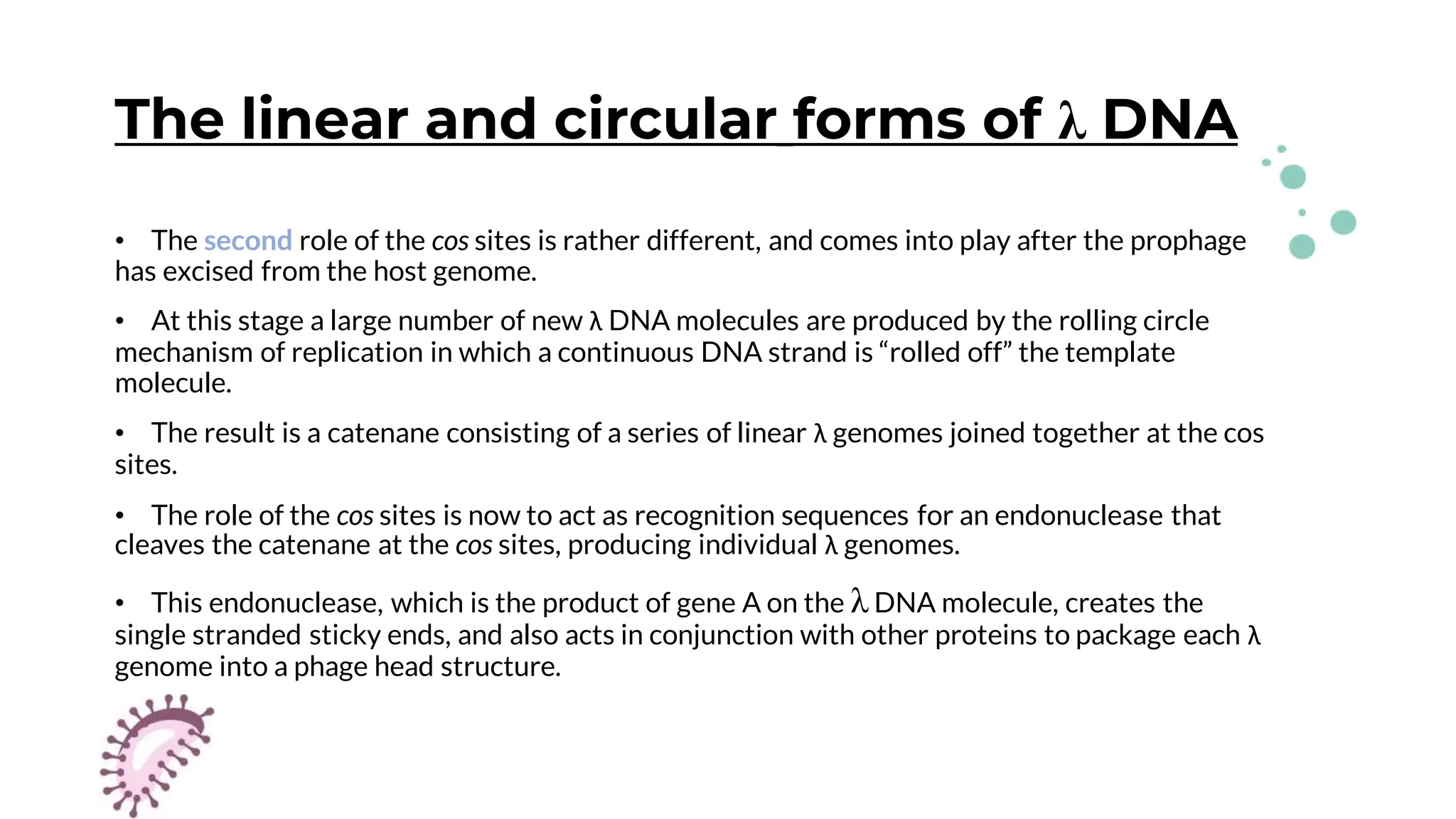 The linear and circular forms of λ DNA
• The second role of the cos sites is rather different, and comes into play after the prophage
has excised from the host genome.
• At this stage a large number of new λ DNA molecules are produced by the rolling circle
mechanism of replication in which a continuous DNA strand is “rolled off” the template
molecule.
• The result is a catenane consisting of a series of linear λ genomes joined together at the cos
sites.
• The role of the cos sites is now to act as recognition sequences for an endonuclease that
cleaves the catenane at the cos sites, producing individual λ genomes.
• This endonuclease, which is the product of gene A on the λ DNA molecule, creates the
single stranded sticky ends, and also acts in conjunction with other proteins to package each λ
genome into a phage head structure.
 