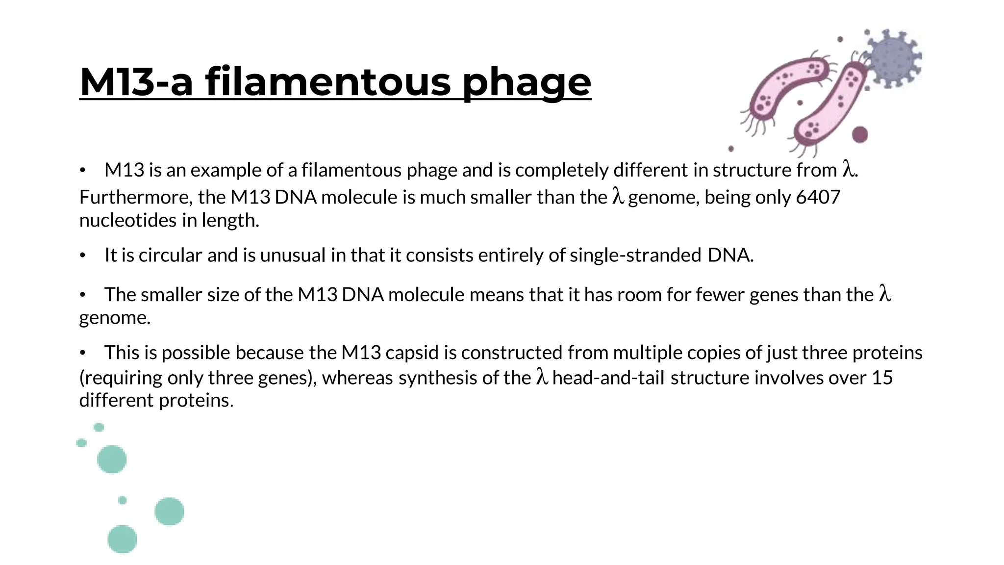 M13-a filamentous phage
• M13 is an example of a filamentous phage and is completely different in structure from λ.
Furthermore, the M13 DNA molecule is much smaller than the λ genome, being only 6407
nucleotides in length.
• It is circular and is unusual in that it consists entirely of single-stranded DNA.
• The smaller size of the M13 DNA molecule means that it has room for fewer genes than the λ
genome.
• This is possible because the M13 capsid is constructed from multiple copies of just three proteins
(requiring only three genes), whereas synthesis of the λ head-and-tail structure involves over 15
different proteins.
 