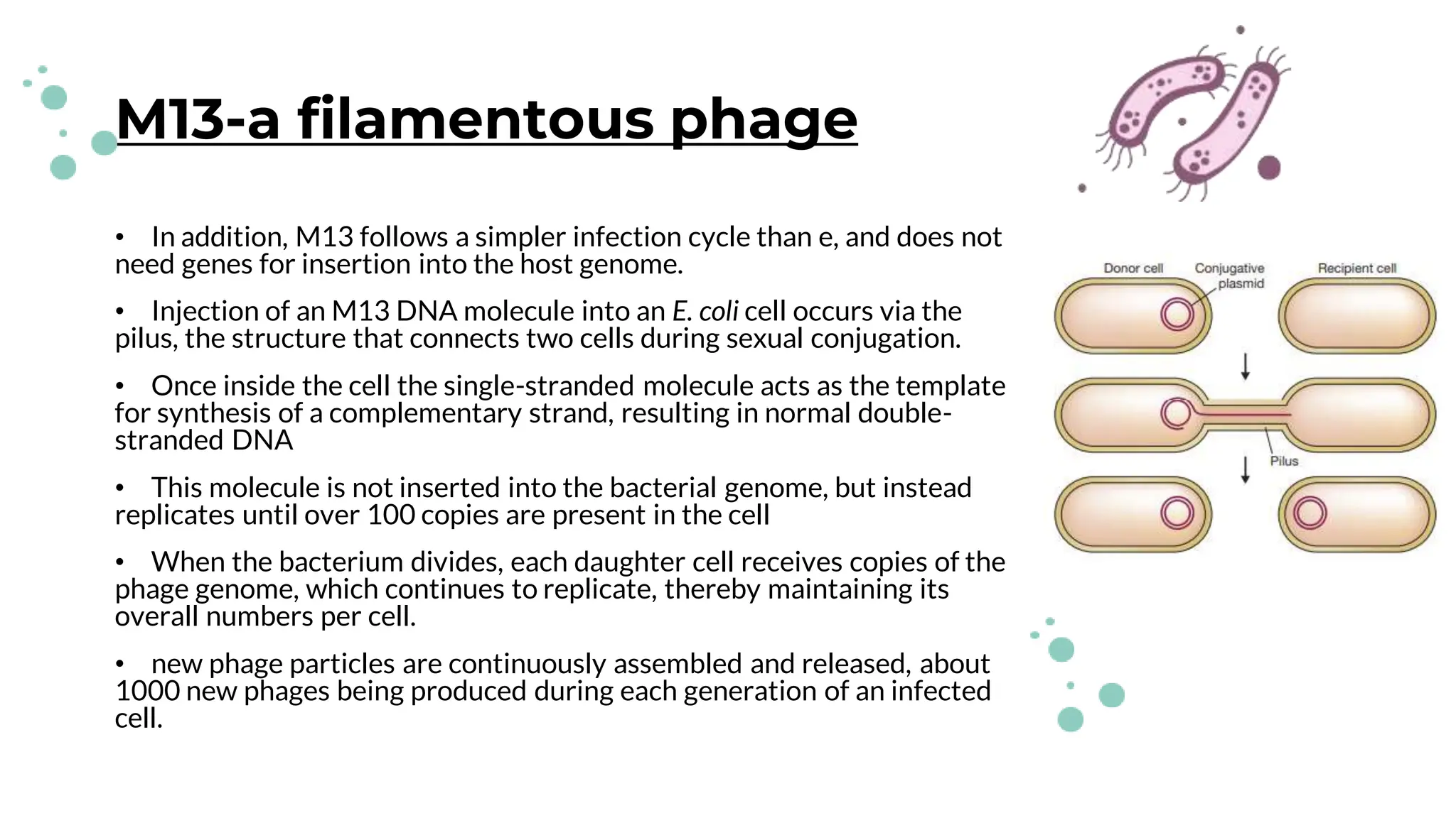 M13-a filamentous phage
• In addition, M13 follows a simpler infection cycle than e, and does not
need genes for insertion into the host genome.
• Injection of an M13 DNA molecule into an E. coli cell occurs via the
pilus, the structure that connects two cells during sexual conjugation.
• Once inside the cell the single-stranded molecule acts as the template
for synthesis of a complementary strand, resulting in normal double-
stranded DNA
• This molecule is not inserted into the bacterial genome, but instead
replicates until over 100 copies are present in the cell
• When the bacterium divides, each daughter cell receives copies of the
phage genome, which continues to replicate, thereby maintaining its
overall numbers per cell.
• new phage particles are continuously assembled and released, about
1000 new phages being produced during each generation of an infected
cell.
 