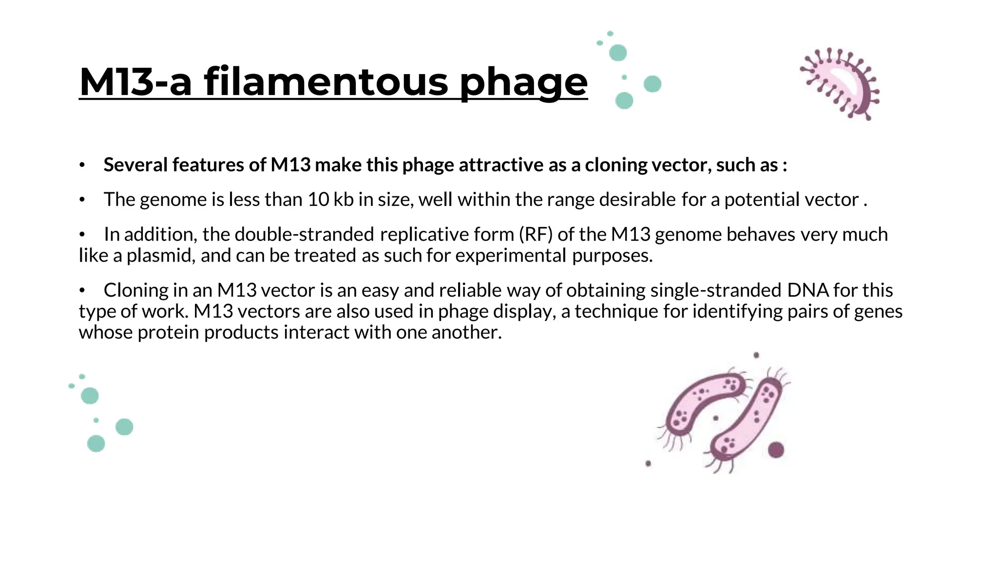 M13-a filamentous phage
• Several features of M13 make this phage attractive as a cloning vector, such as :
• The genome is less than 10 kb in size, well within the range desirable for a potential vector .
• In addition, the double-stranded replicative form (RF) of the M13 genome behaves very much
like a plasmid, and can be treated as such for experimental purposes.
• Cloning in an M13 vector is an easy and reliable way of obtaining single-stranded DNA for this
type of work. M13 vectors are also used in phage display, a technique for identifying pairs of genes
whose protein products interact with one another.
 