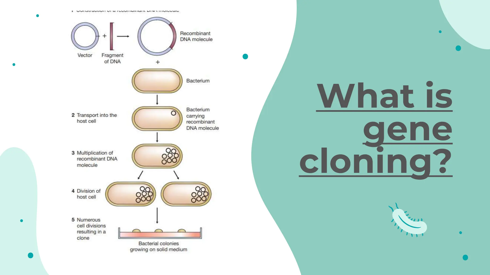 What is
gene
cloning?
 