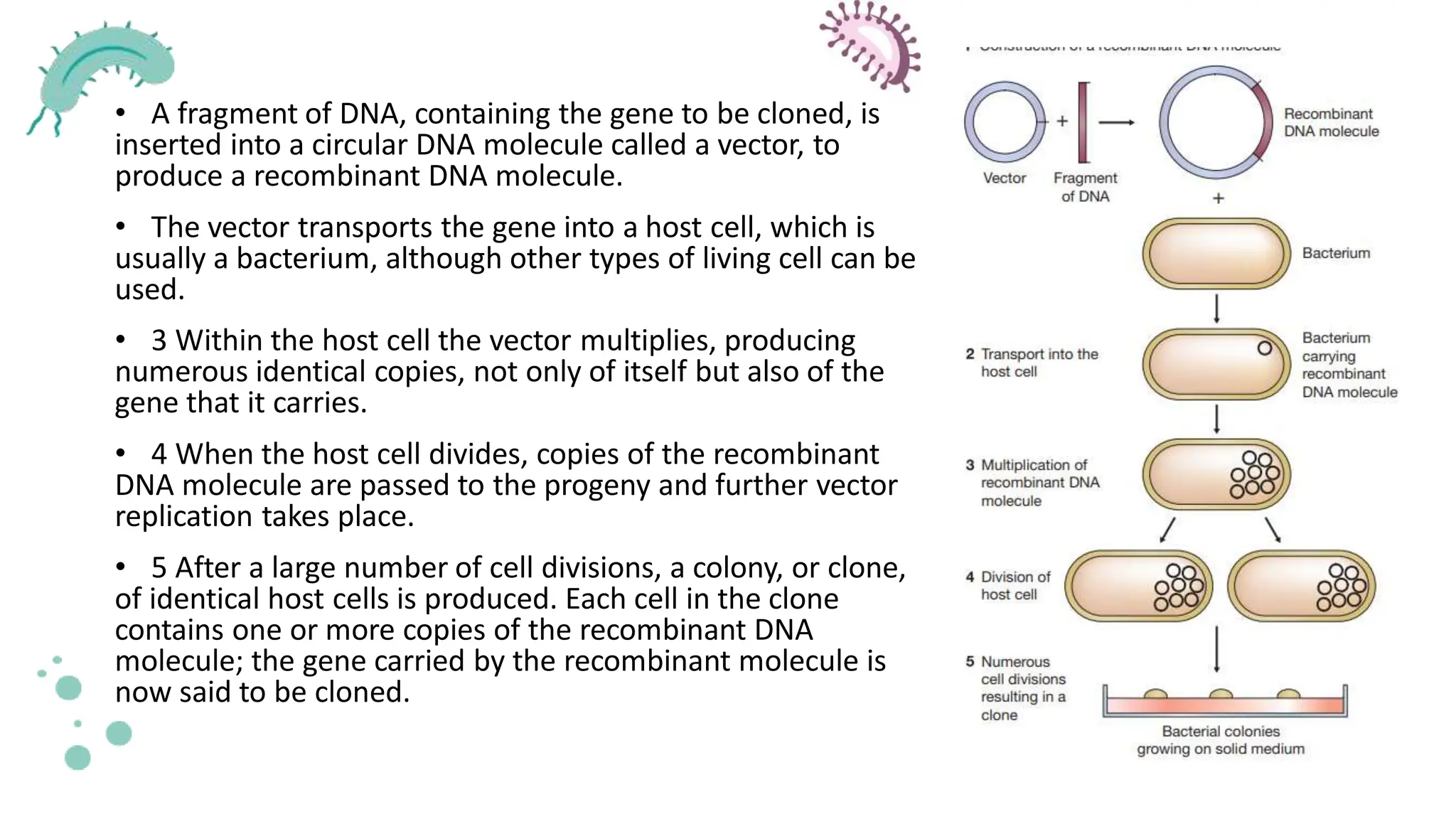 • A fragment of DNA, containing the gene to be cloned, is
inserted into a circular DNA molecule called a vector, to
produce a recombinant DNA molecule.
• The vector transports the gene into a host cell, which is
usually a bacterium, although other types of living cell can be
used.
• 3 Within the host cell the vector multiplies, producing
numerous identical copies, not only of itself but also of the
gene that it carries.
• 4 When the host cell divides, copies of the recombinant
DNA molecule are passed to the progeny and further vector
replication takes place.
• 5 After a large number of cell divisions, a colony, or clone,
of identical host cells is produced. Each cell in the clone
contains one or more copies of the recombinant DNA
molecule; the gene carried by the recombinant molecule is
now said to be cloned.
 